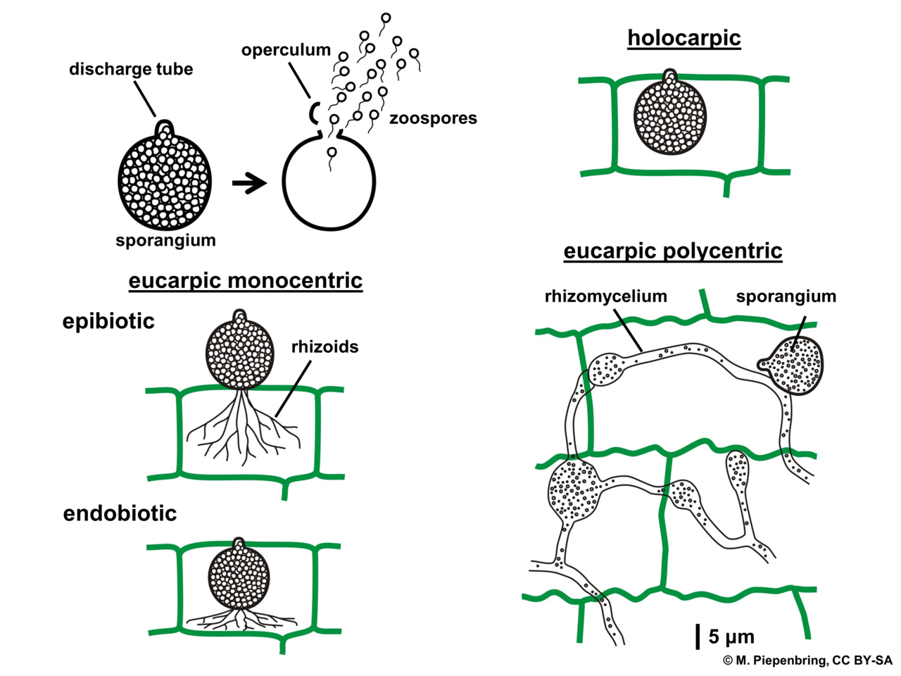 06 10 types of thalli, Chytridiomycota (M. Piepenbring)