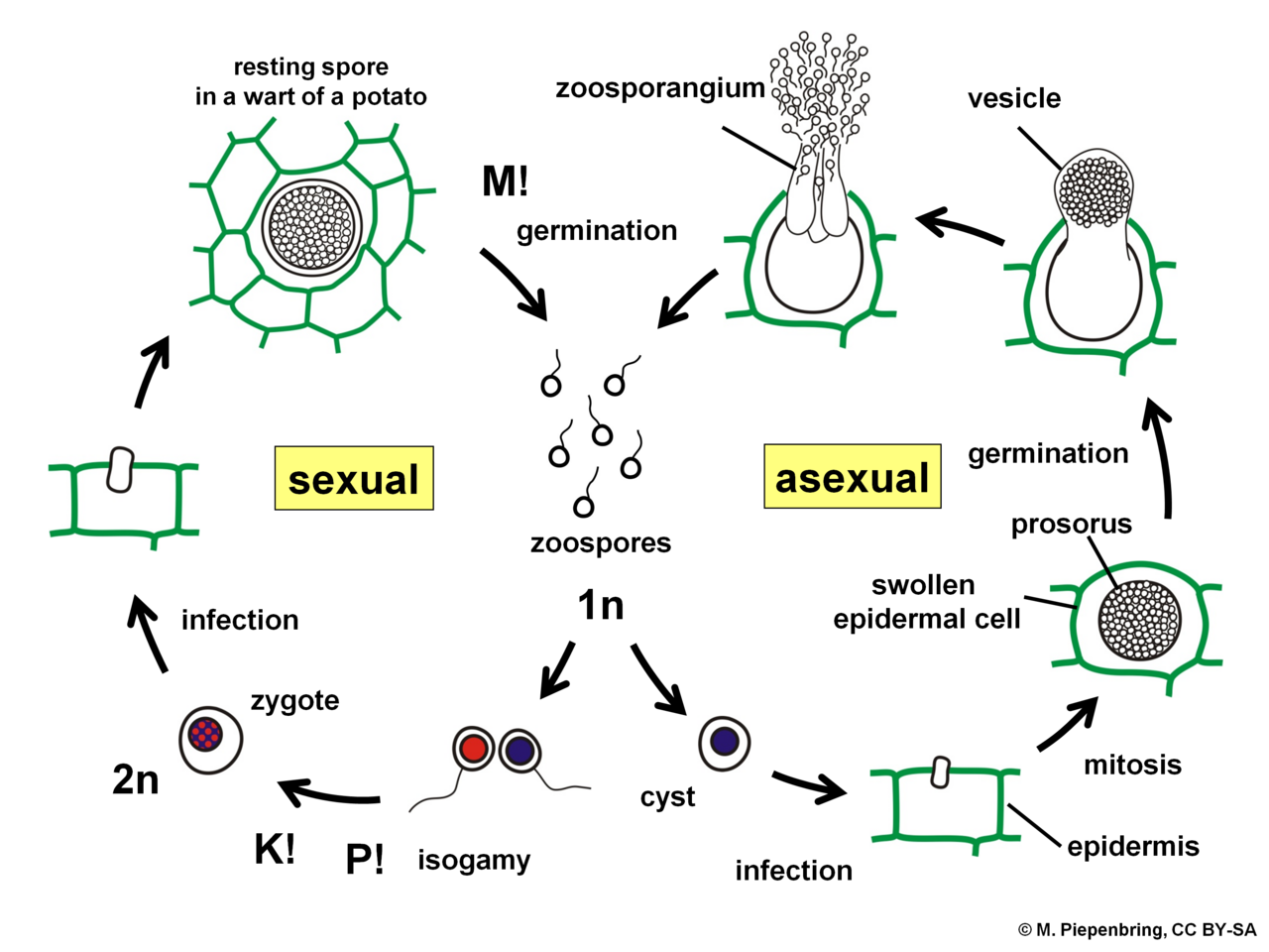 06 11 life cycle, Synchytrium endobioticum on potato, Chytridiomycota (M. Piepenbring)