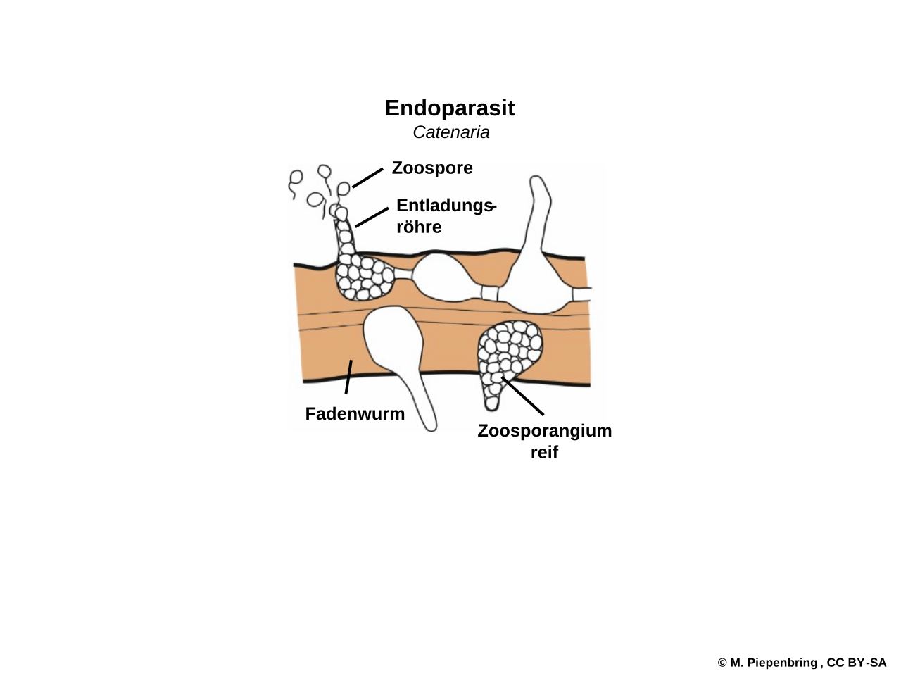 Blastocladiomycota