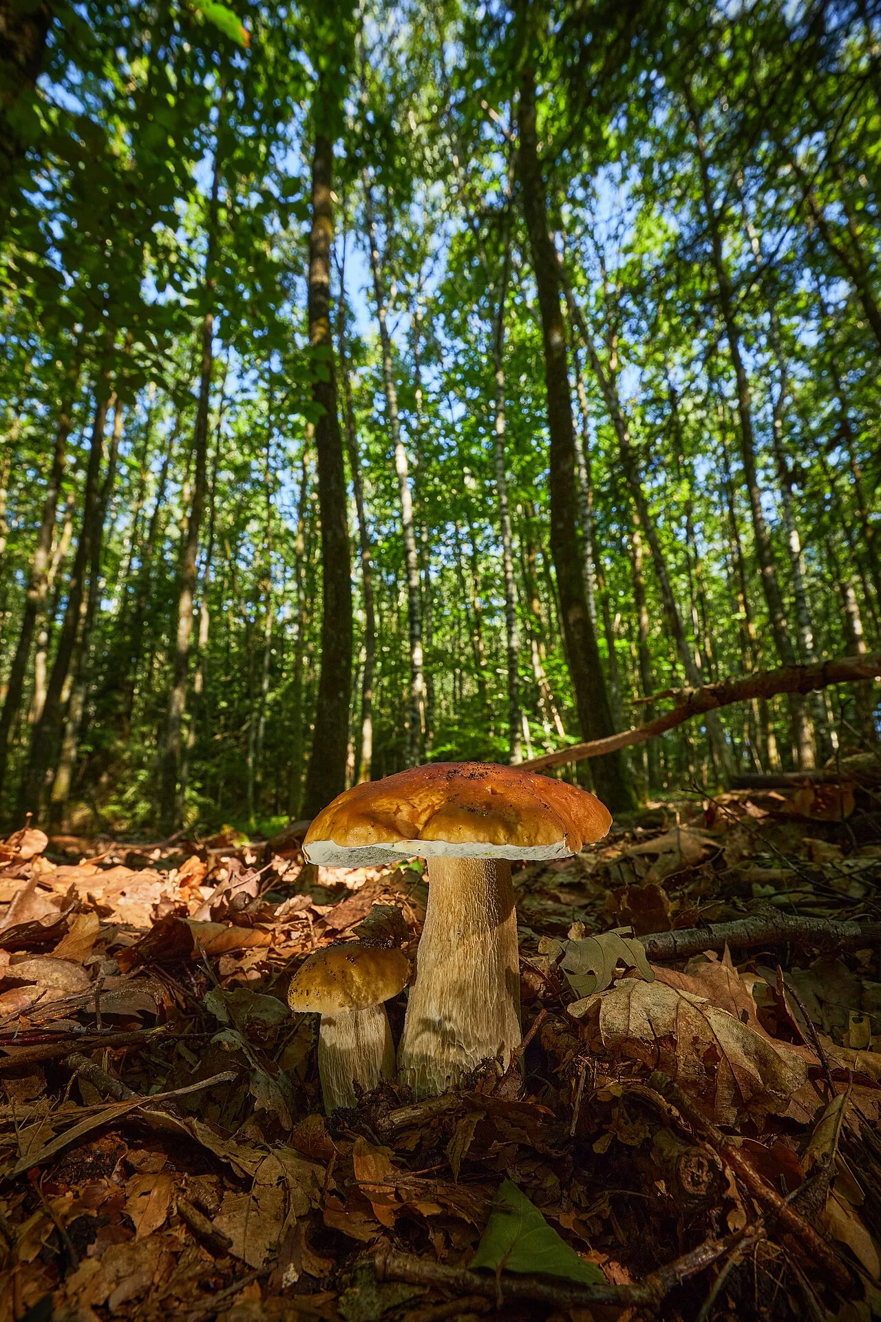 Boletus edulis