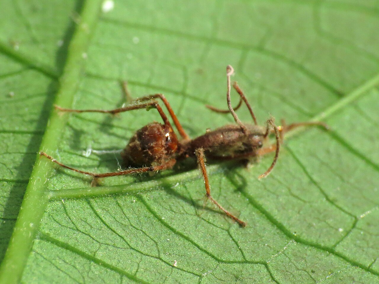 Cordyceps