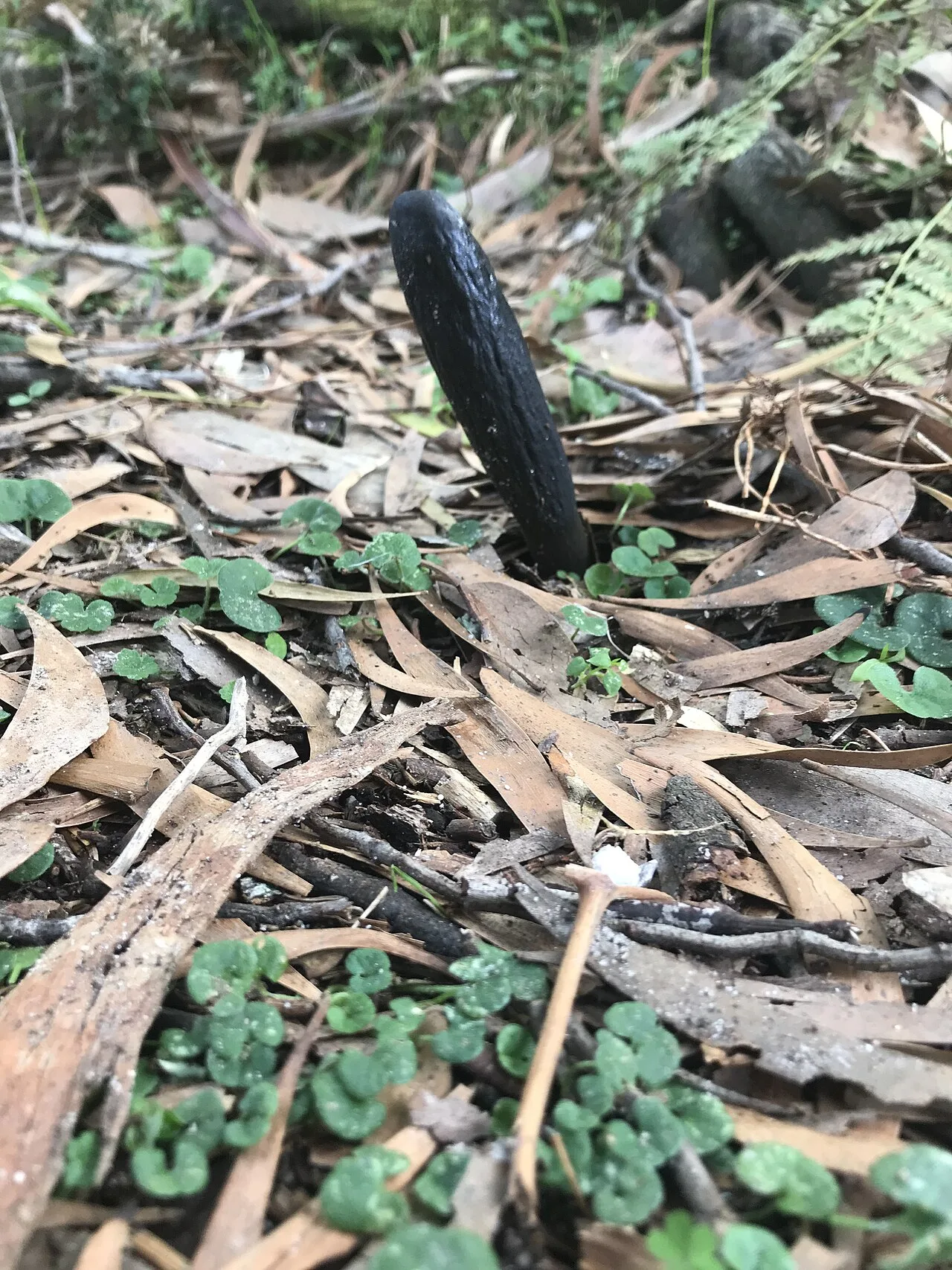 Cordyceps