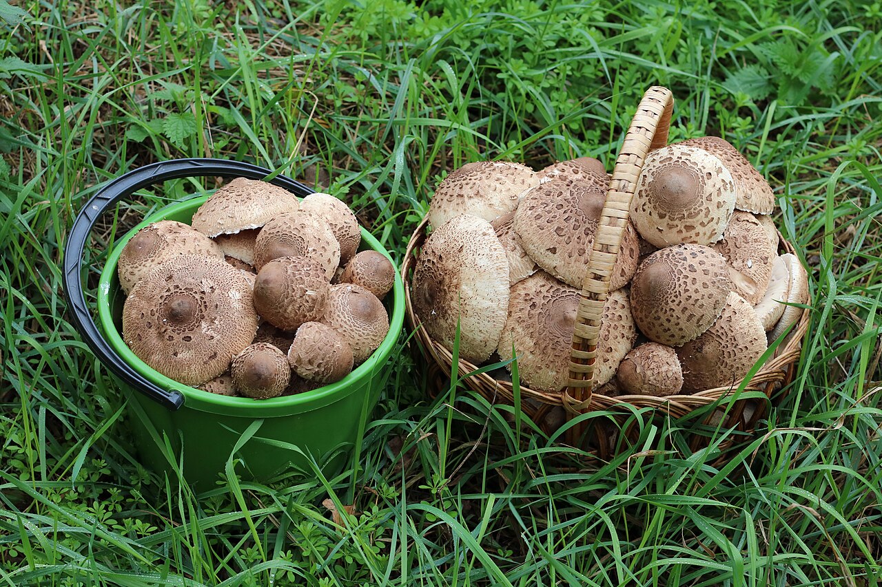 Edible mushroom