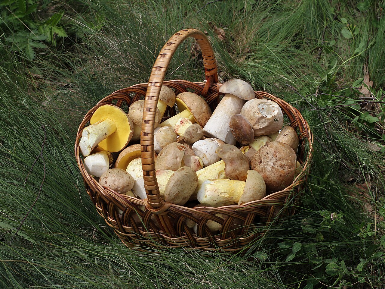 Edible mushroom