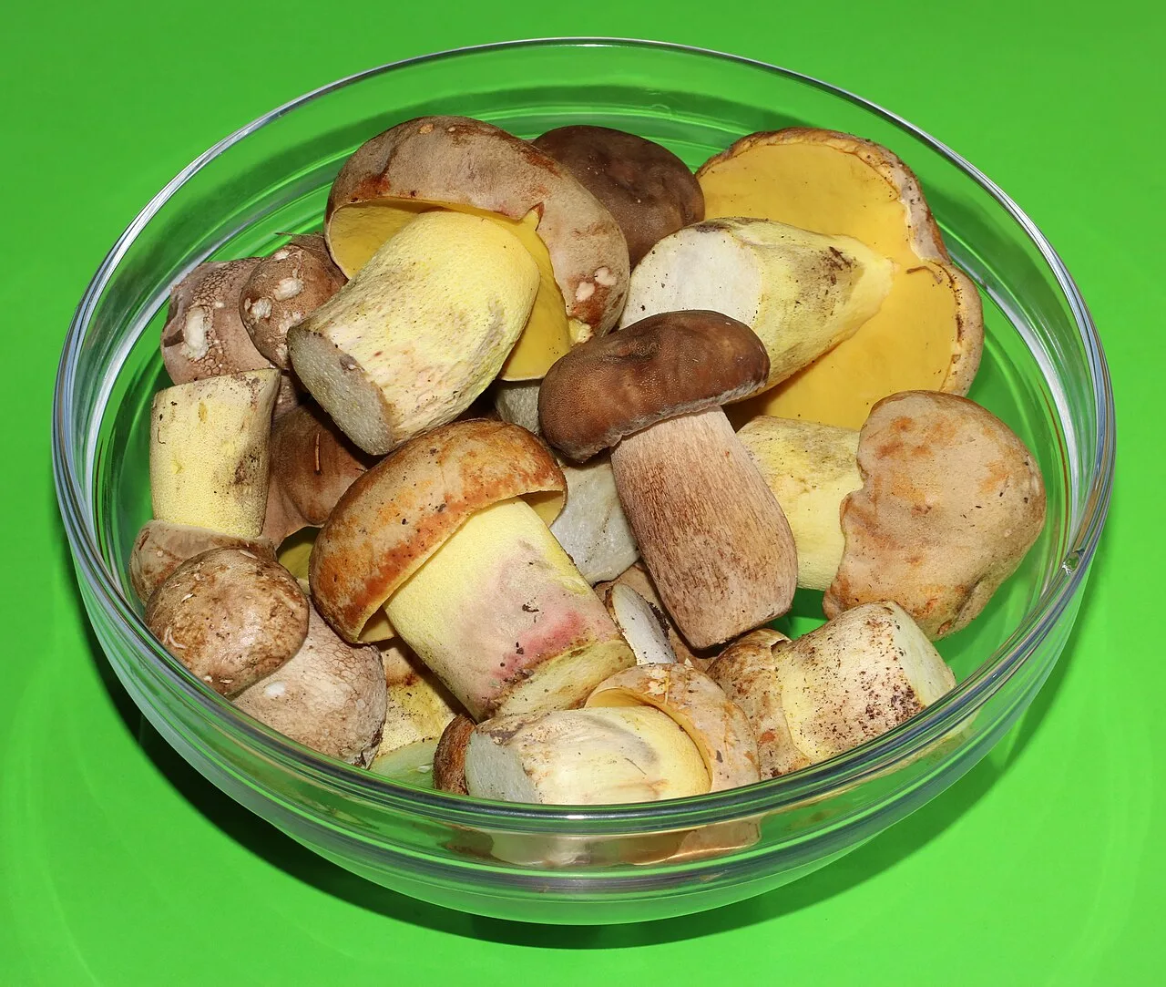Edible mushroom