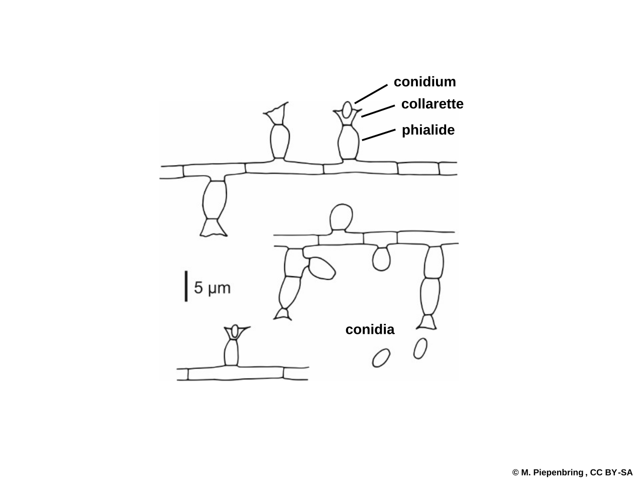 Evolution of fungi