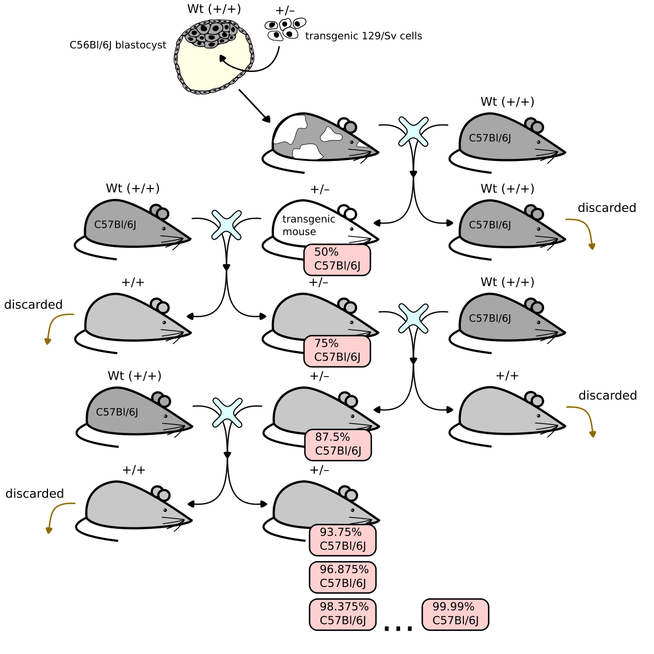 Chimera (genetics)