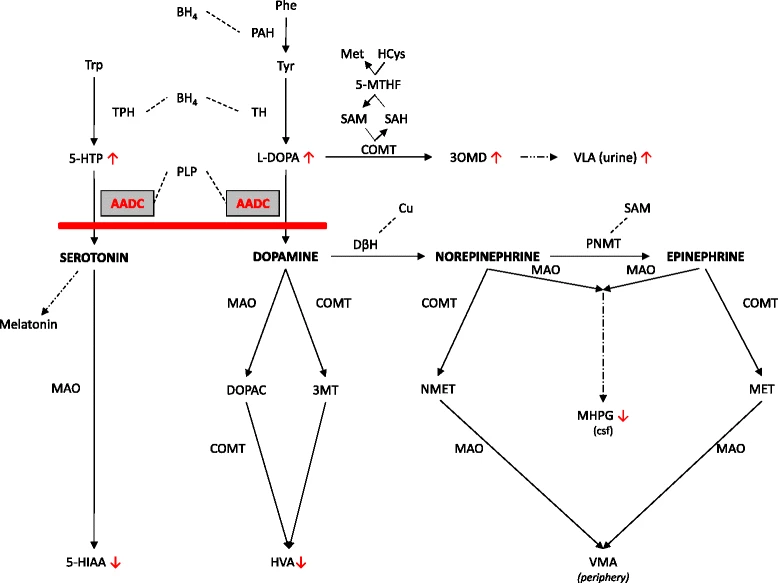 Aromatic L-amino acid decarboxylase deficiency