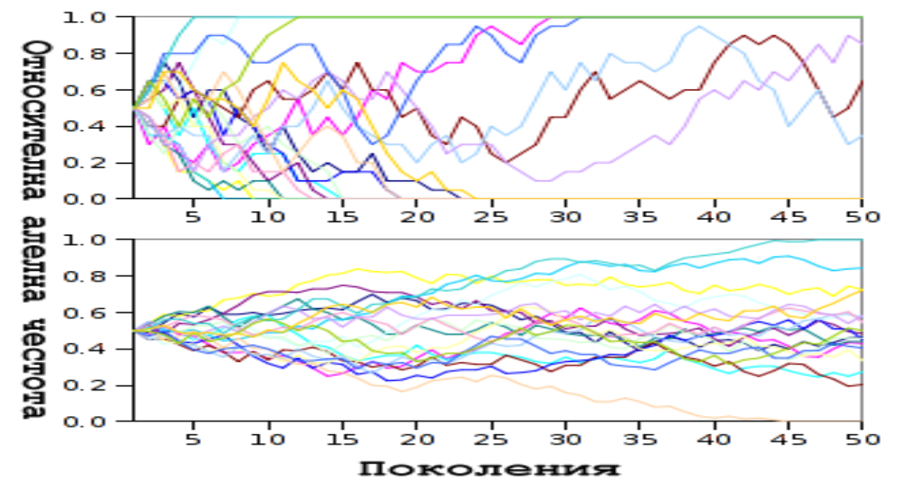Allele