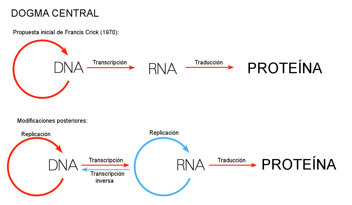 Central dogma of molecular biology
