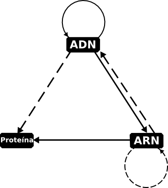 Central dogma of molecular biology