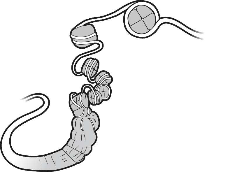 Chromatin