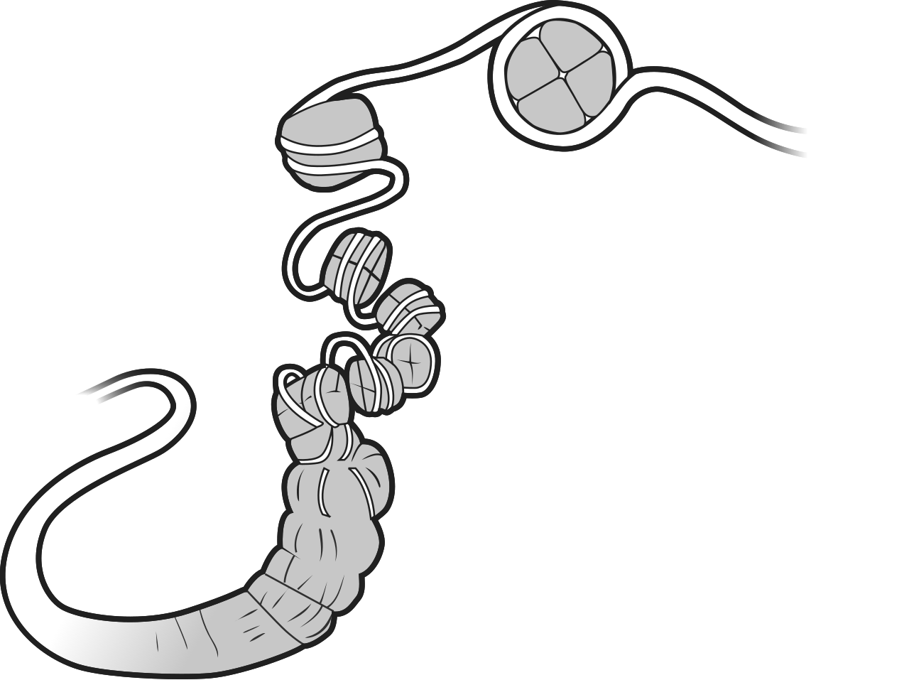 Chromatin