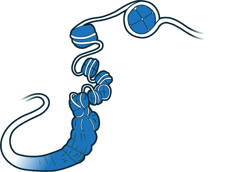 Chromatin