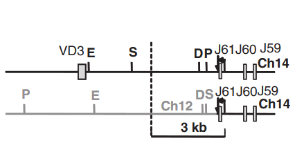Chromosomal translocation