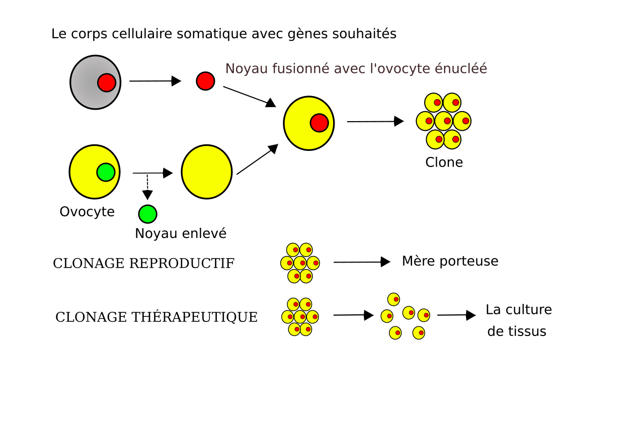 Cloning vector