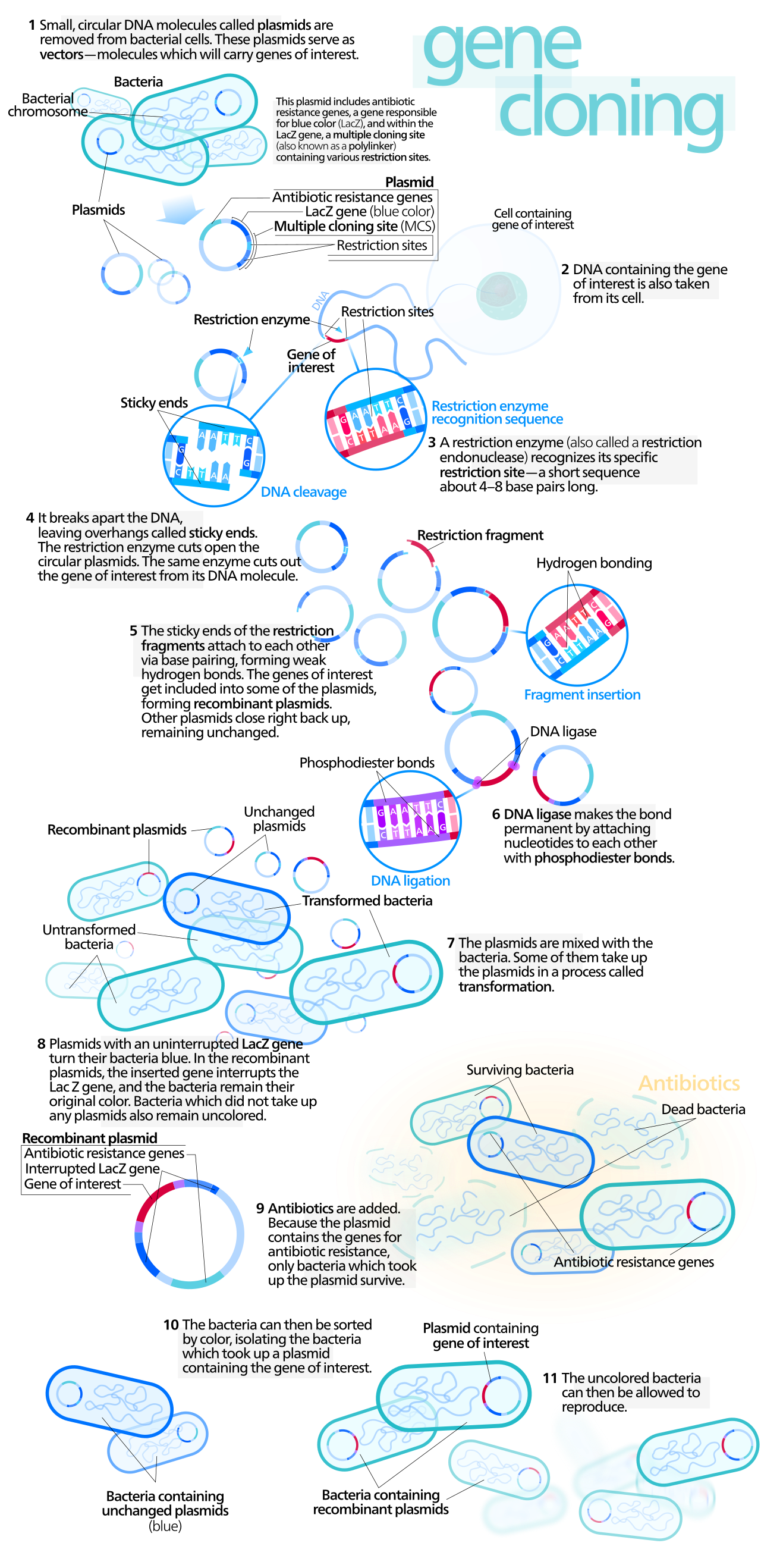 Cloning vector