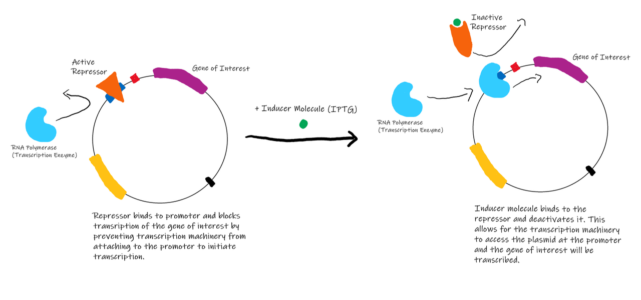 Cloning vector