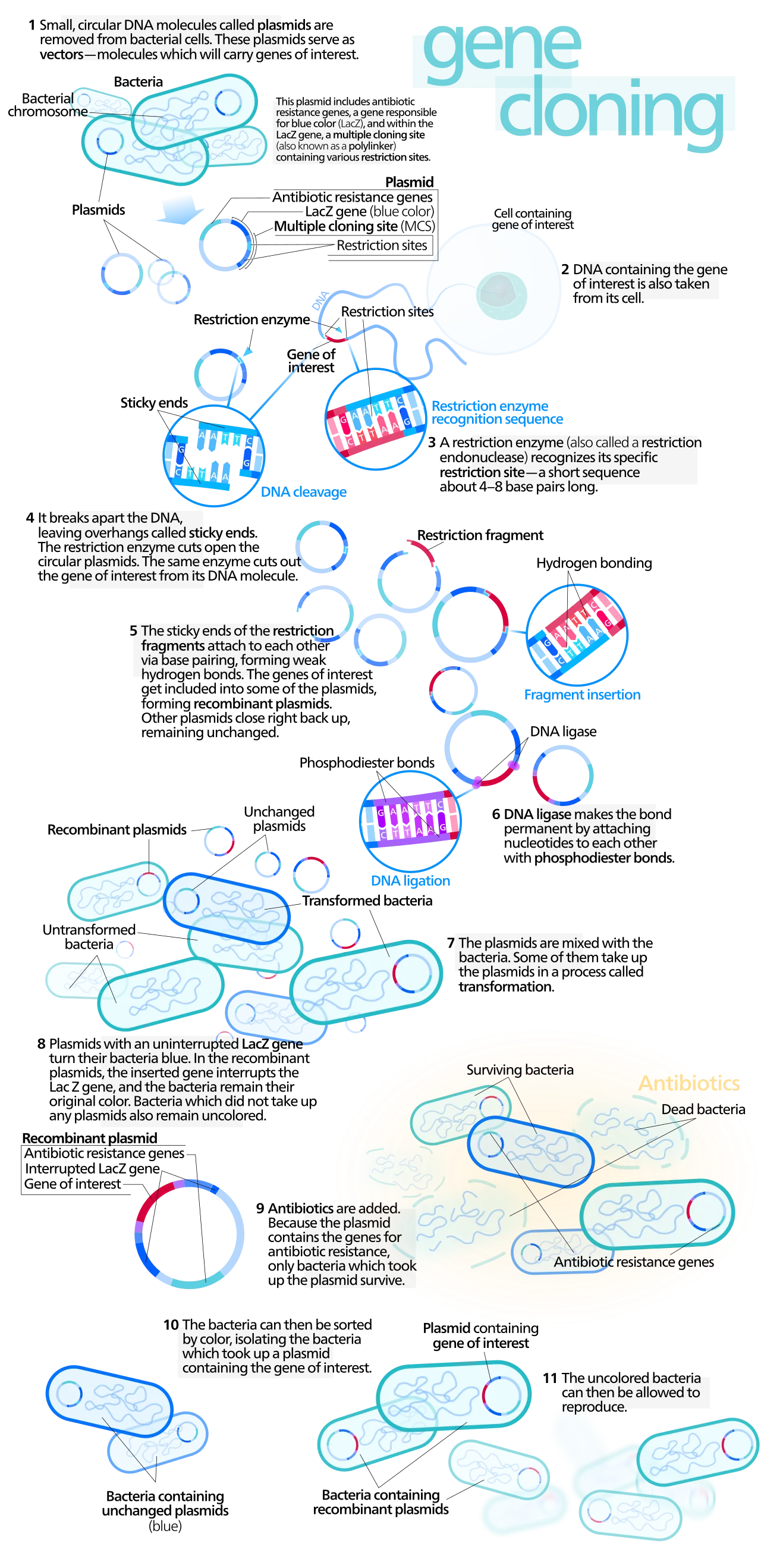 Cloning vector