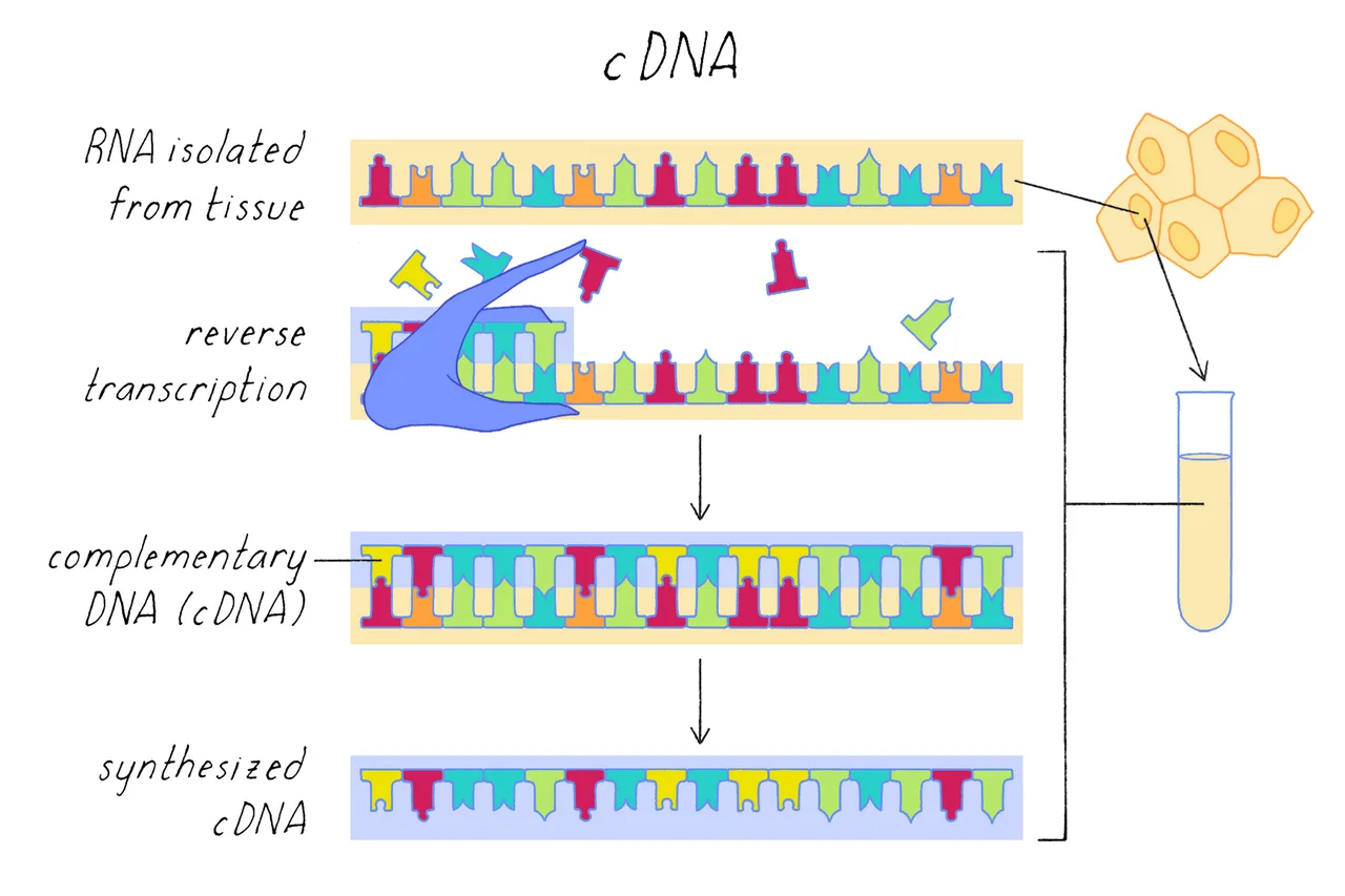 Complementary DNA