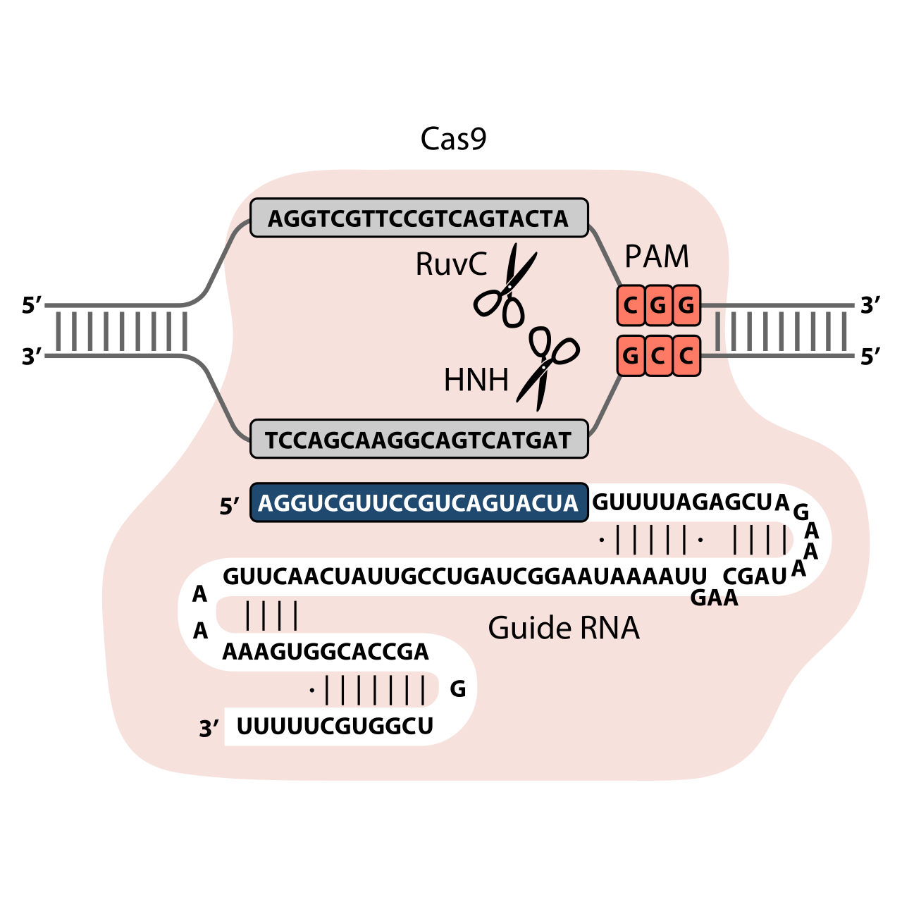 CRISPR