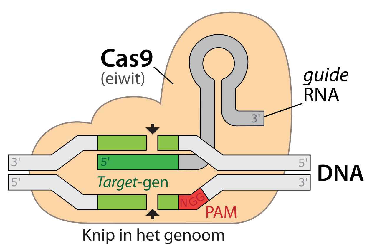CRISPR