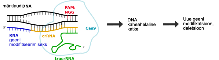 CRISPR