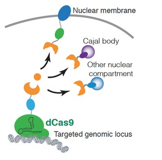 CRISPR