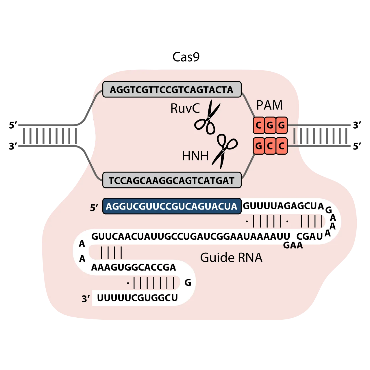 CRISPR