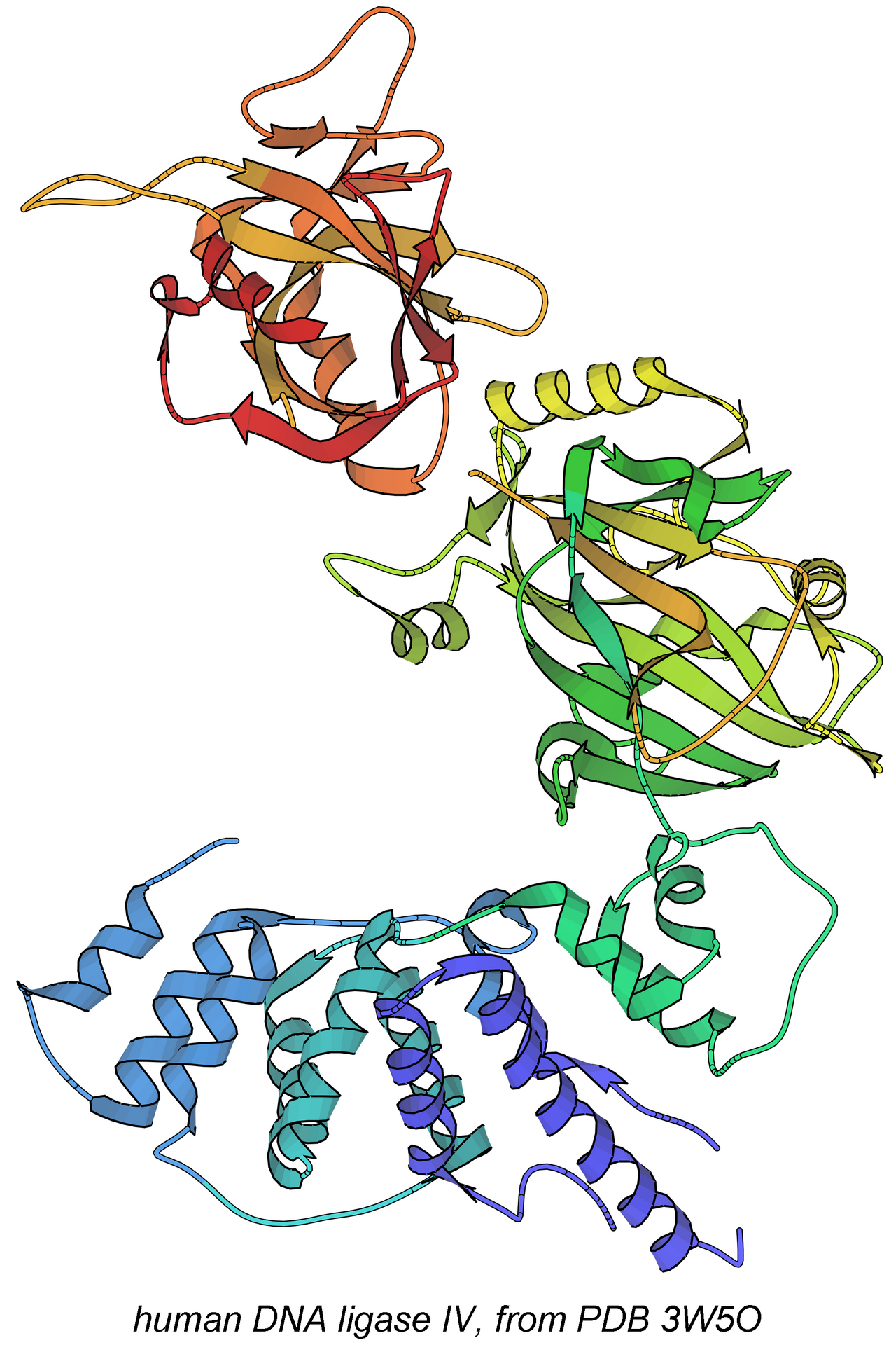 DNA ligase