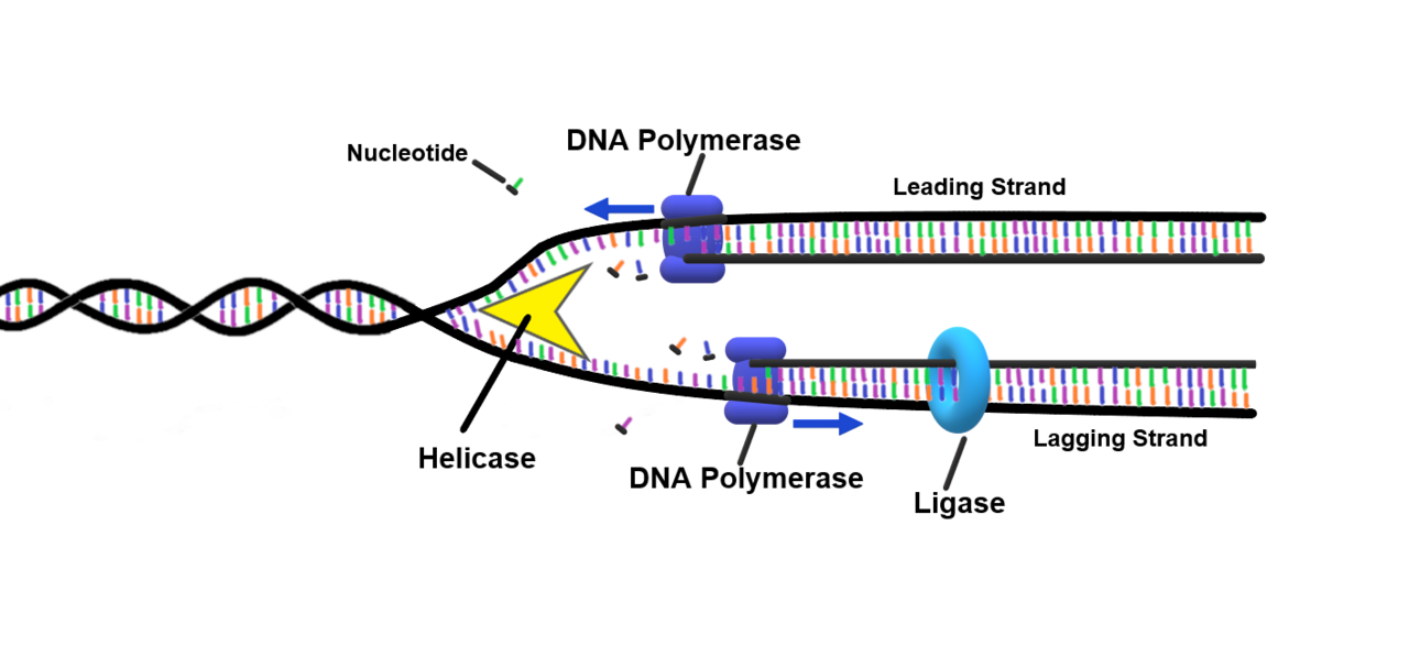 DNA ligase