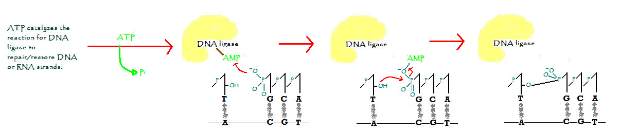DNA ligase