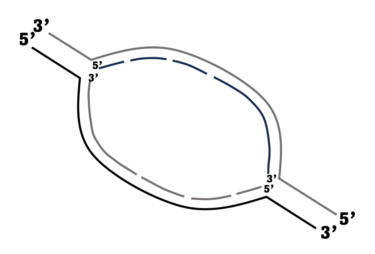 DNA ligase