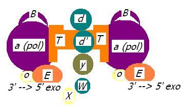 DNA polymerase