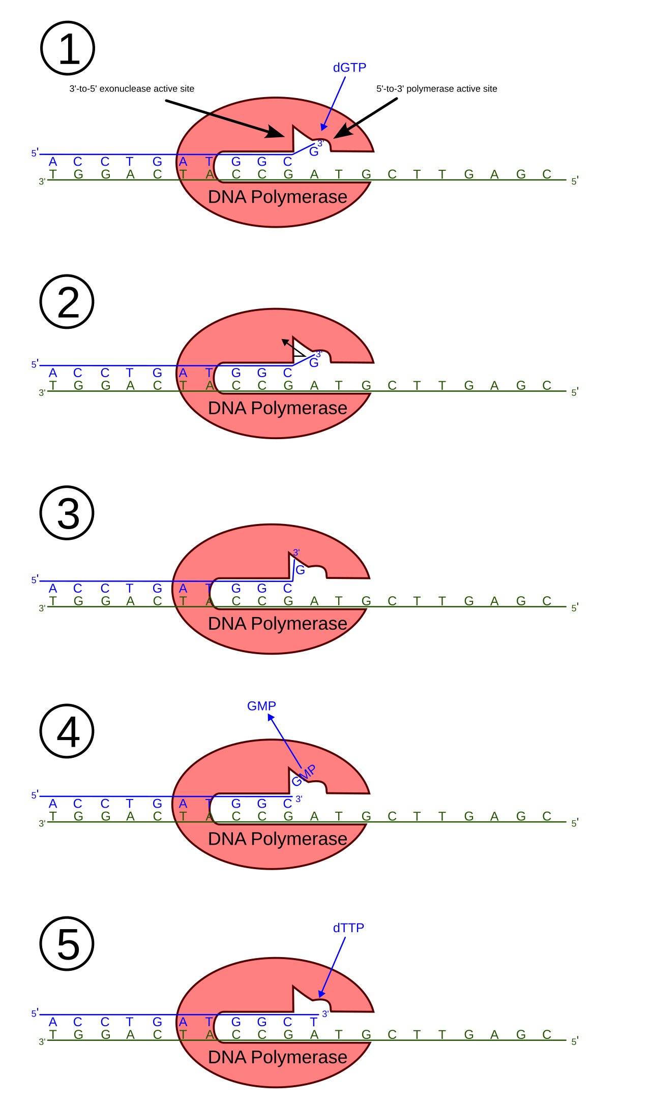 DNA polymerase