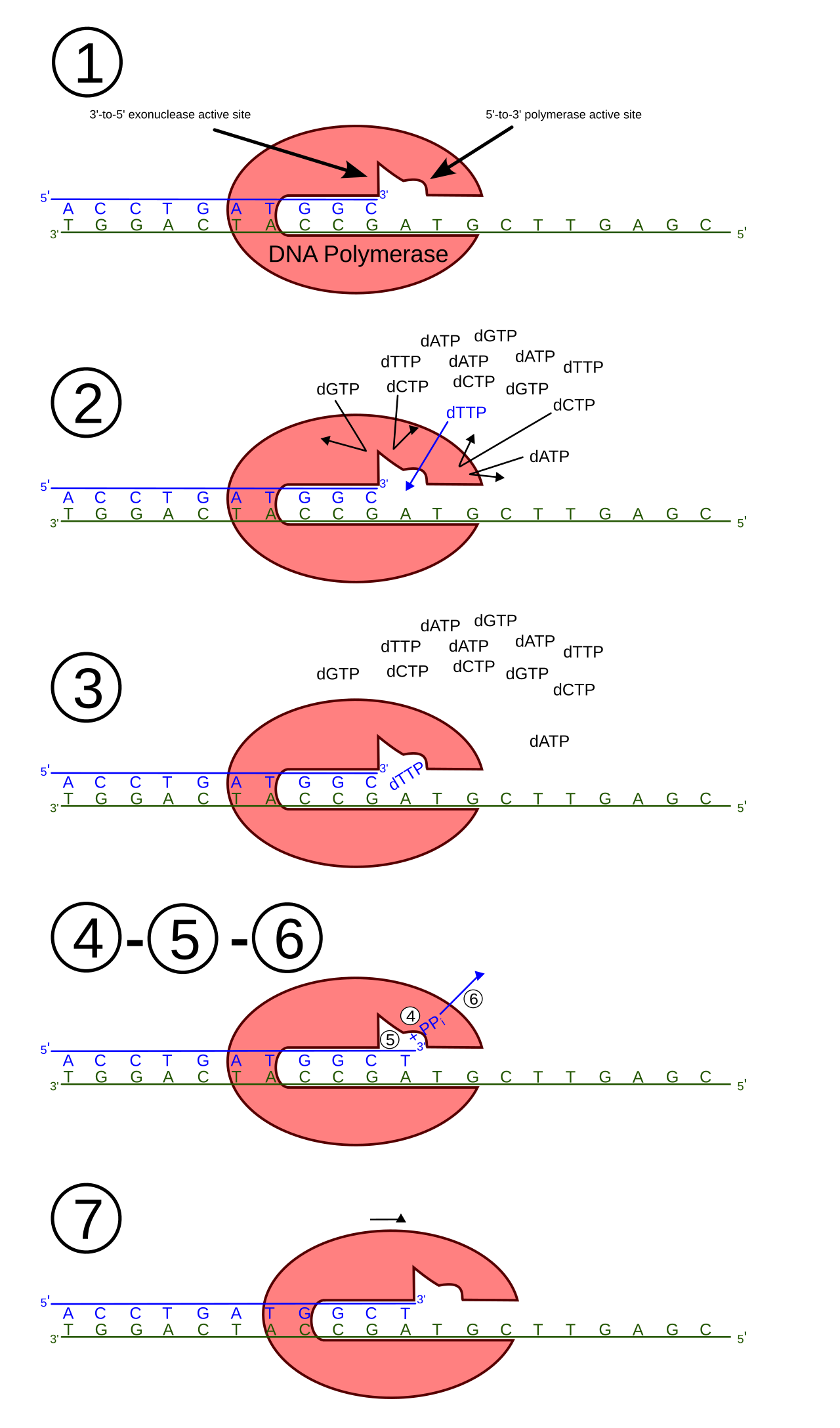 DNA polymerase