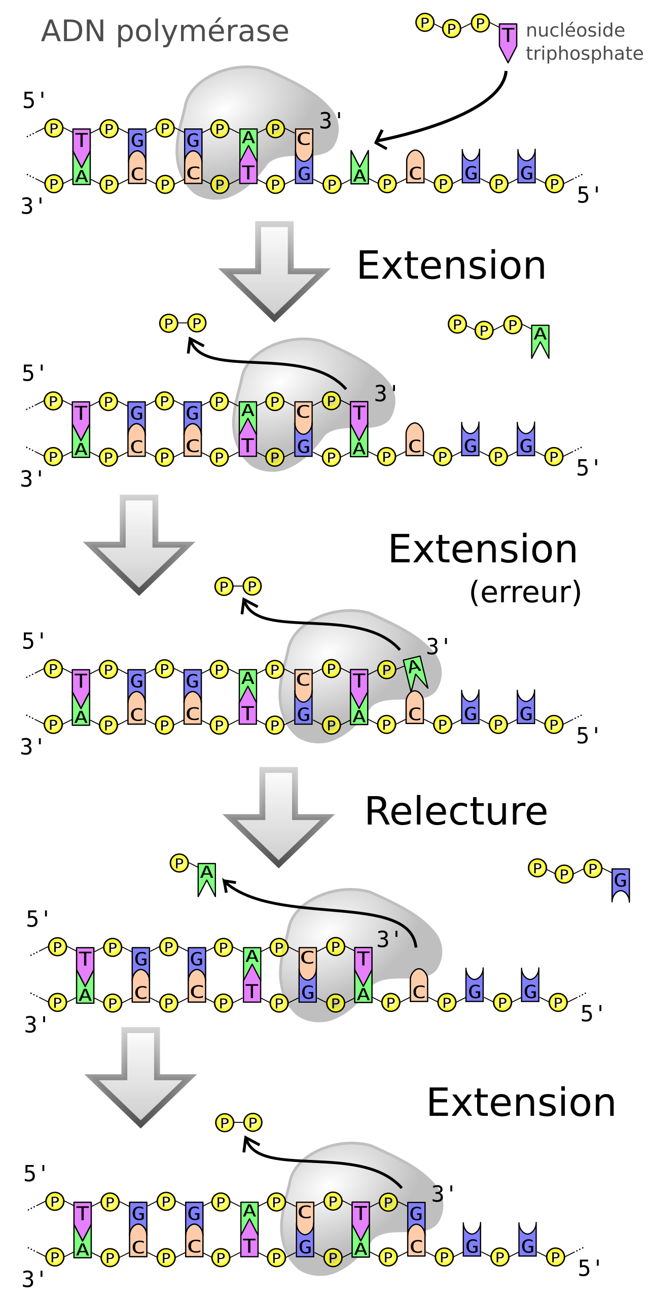 DNA polymerase