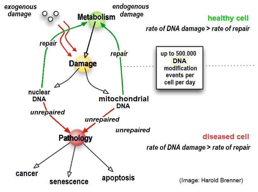 DNA repair