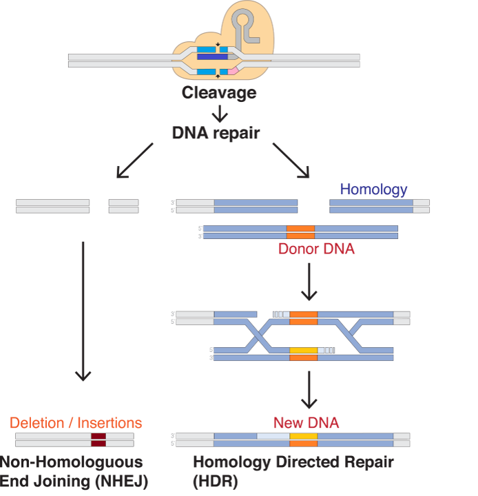 DNA repair