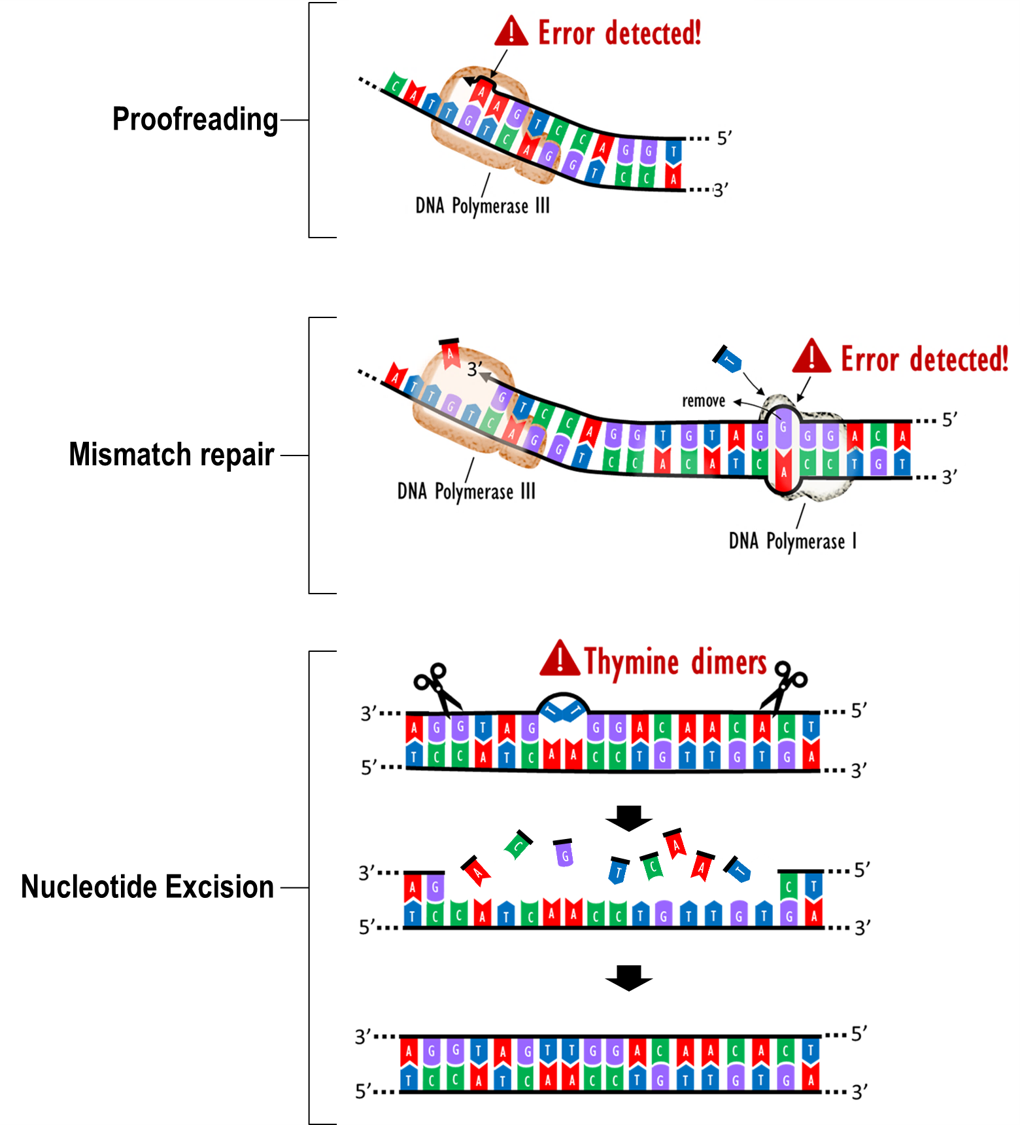 DNA repair