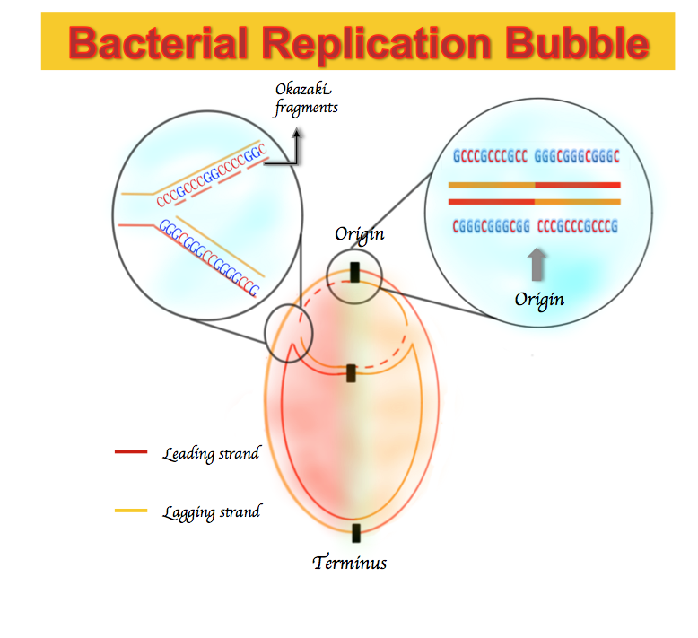 DNA replication