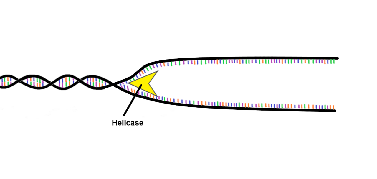 DNA replication
