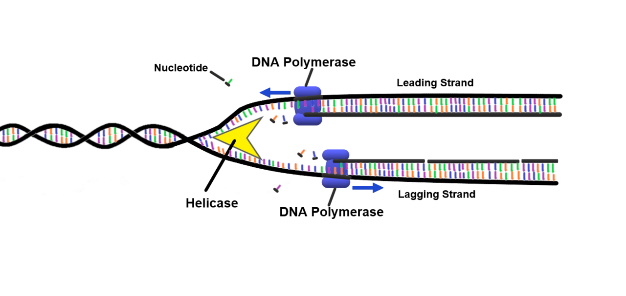DNA replication