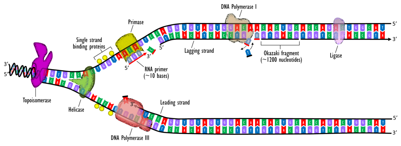 DNA replication