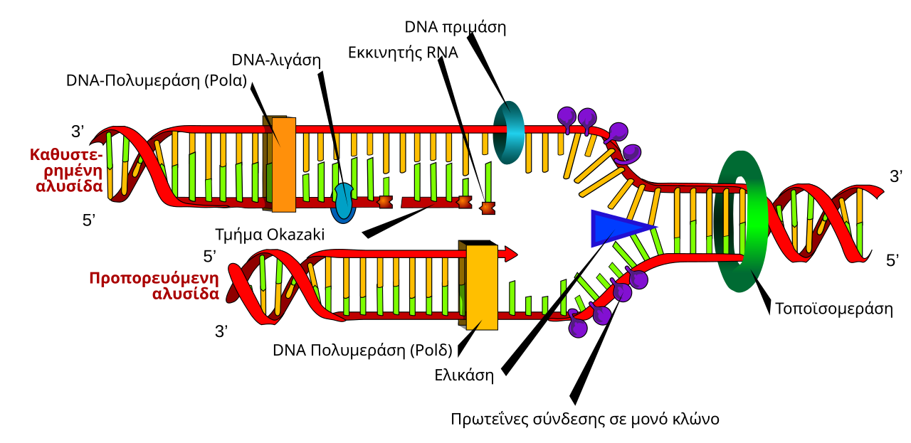 DNA replication