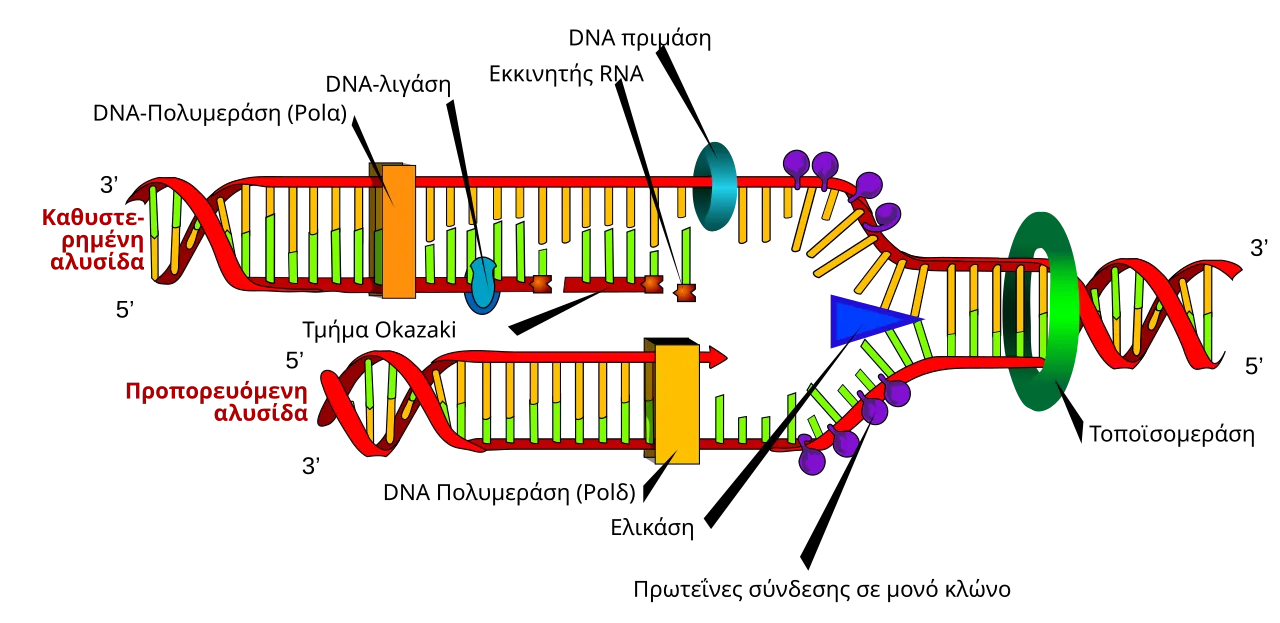 DNA replication