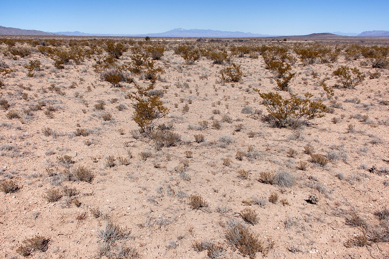 Jornada del Muerto Plain about 9 miles southeast of Truth or Consequences - Flickr - aspidoscelis (2)