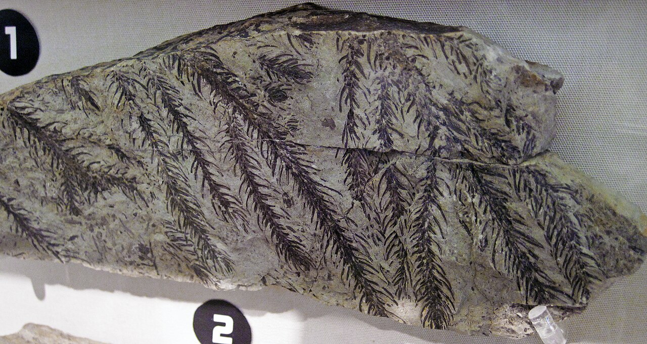Elatides sp. (fossil conifer) (Judith River Group, Upper Cretaceous; Montana or Canada)