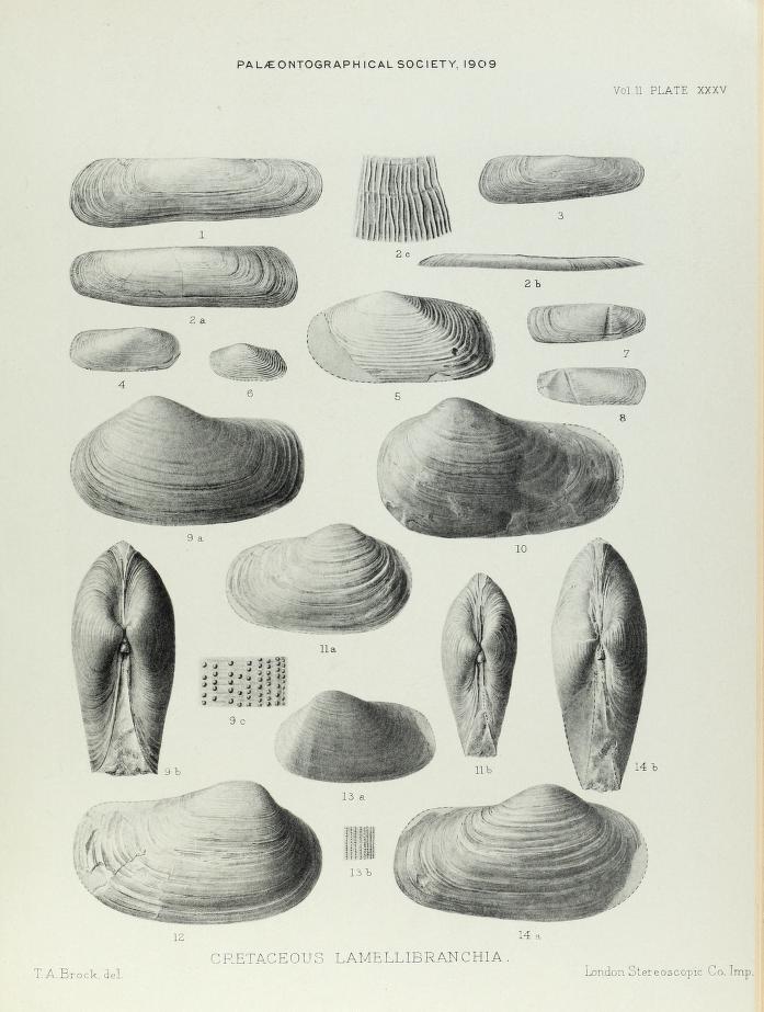 Illustration of Cretaceous Lamelliabranchia by Thomas Alfred Brock-Monograph of Palaeontographical Society-Vol63 1909 0239-Plate