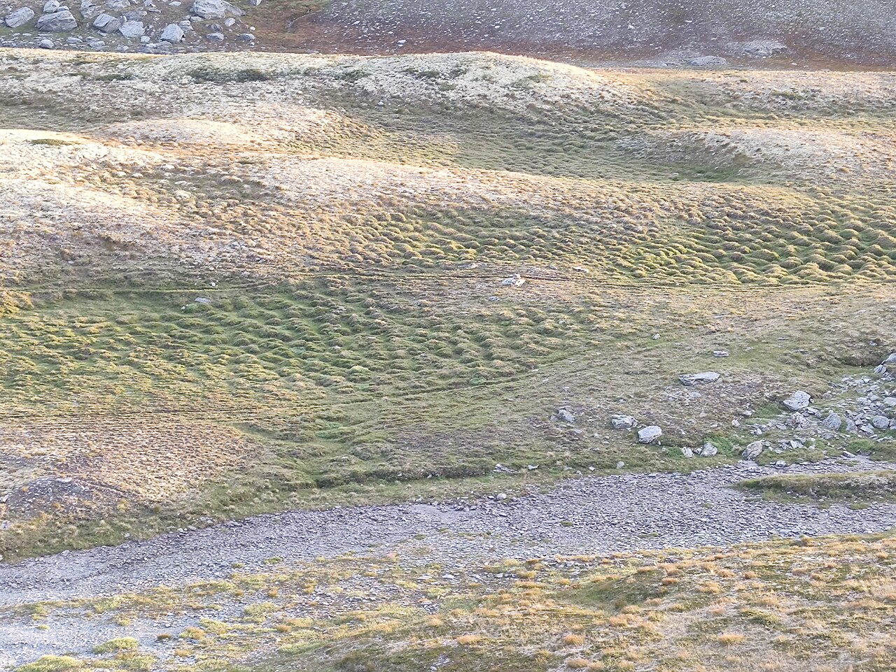 Hummock